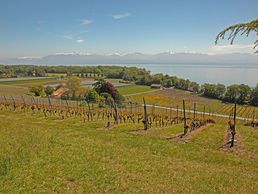 immagine di Domaine de Verex