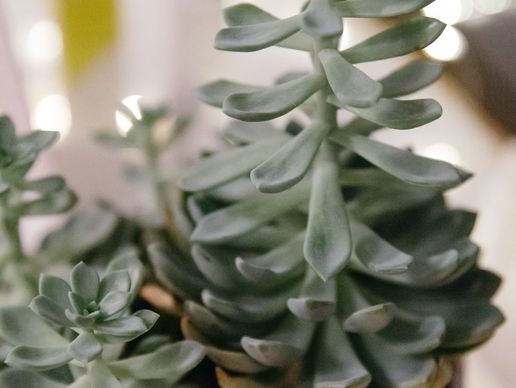 picture of Archipel - Cosmétiques naturels & bio