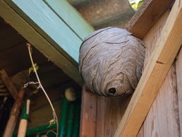 picture of Wespennest Entfernen Kanton Glarus