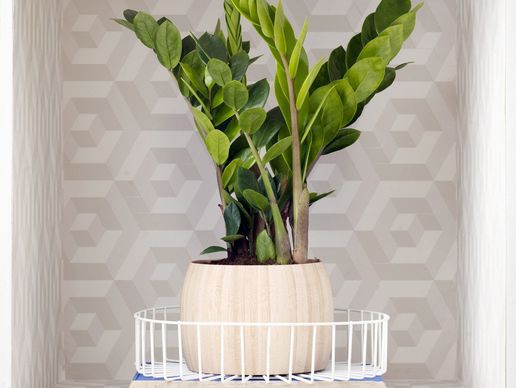 image de Monceau Fleurs