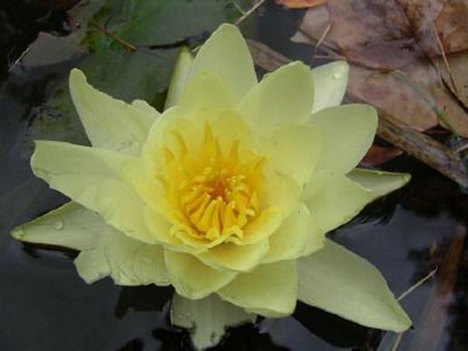 immagine di Cabinet de naturopathie EFT-genève