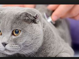 Bild zu Cabinet Vétérinaire de Vésenaz