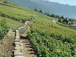 image de La Cave Vevey-Montreux Société coopérative