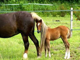 Bild zu Ranch Blackyland