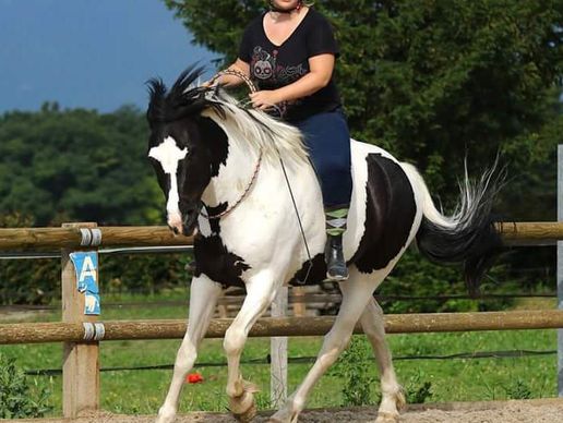 Bild zu Ranch Blackyland