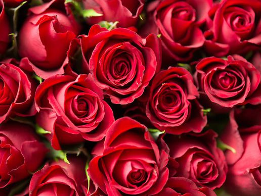 picture of Fleurs des Villes sàrl