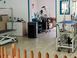 immagine di Pluto'Bo toilettage