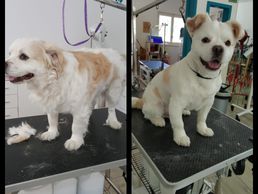 immagine di Pluto'Bo toilettage