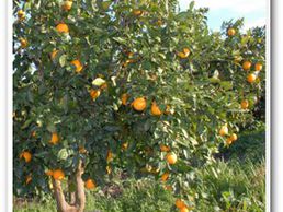 image de OrangeDrink