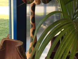 picture of ESPACE OPTIQUE