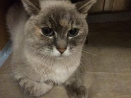 picture of Vétérinaire Au-Petit-Chat