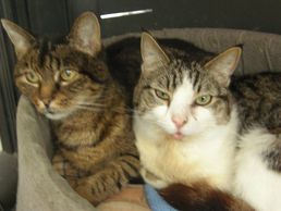 picture of Vétérinaire Au-Petit-Chat