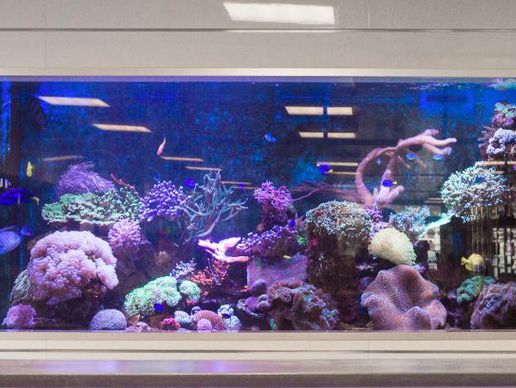 immagine di Neptunea SA