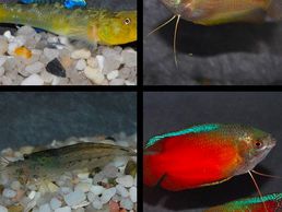 immagine di Neptunea SA