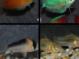 immagine di Neptunea SA