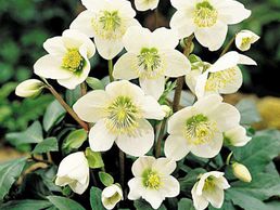 Bild zu plante-vivace.ch