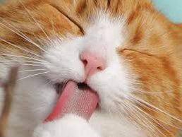 picture of Cabinet Vétérinaire de la Jonction