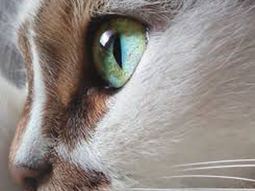 picture of Cabinet Vétérinaire de la Jonction