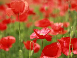 image de Praxis für klassische Homöopathie Stucki Brigitte