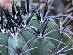 picture of Garden Centre Schilliger SA