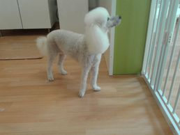 picture of Les Poils Dans L'Vent