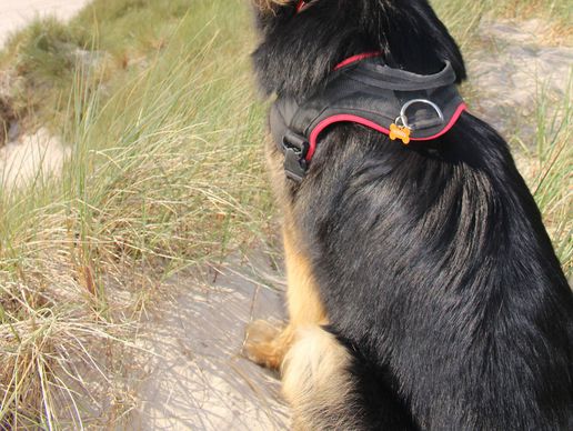 picture of Les Poils Dans L'Vent