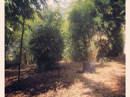 Bild zu Bambous.ch Sàrl