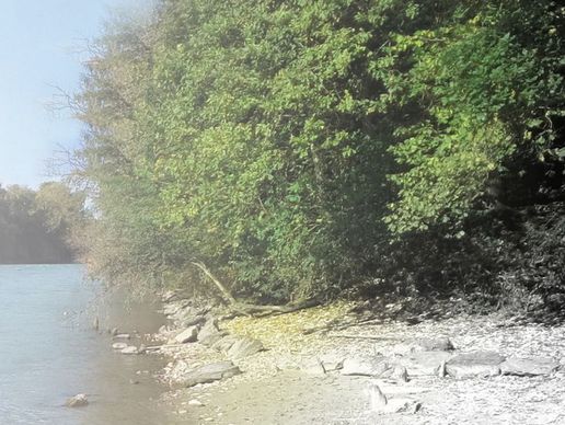 Bild zu Aare Bestattungsunternehmen