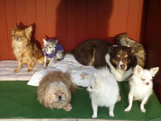 picture of Loulous'paradise