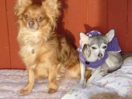 picture of Loulous'paradise