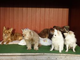 picture of Loulous'paradise