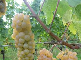 picture of Domaine Au Point du Jour