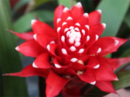 immagine di Herrmann Pflanzen GmbH