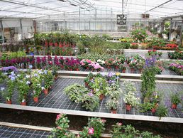 immagine di Herrmann Pflanzen GmbH