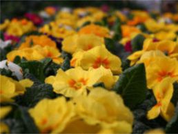 immagine di Herrmann Pflanzen GmbH