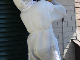 picture of Wespennest Entfernen Kanton Luzern