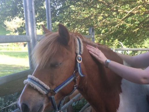 immagine di Animal in Harmony - Ganzheitliche Tiertherapie