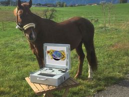 immagine di Animal in Harmony - Ganzheitliche Tiertherapie