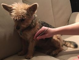 immagine di Animal in Harmony - Ganzheitliche Tiertherapie