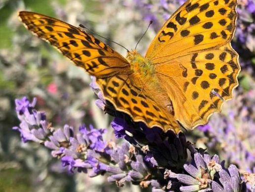 image de Mon Papillon