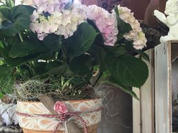 picture of Blumen Viola