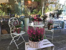 picture of Blumen Viola