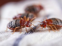 picture of Bettwanzen bekämpfen Kanton Glarus