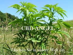 immagine di CBD Angel