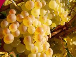 Bild zu Cave à la Cornalle