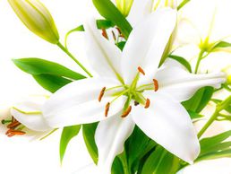 picture of Croset Pompes Funèbres