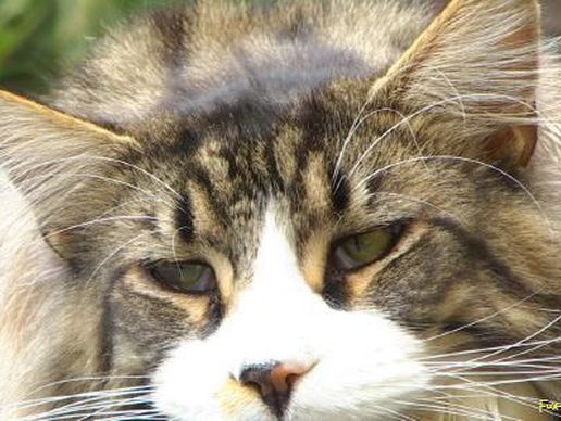 picture of Grancy Vet Sàrl