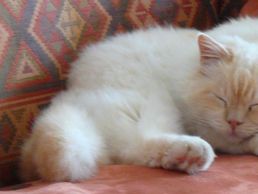 Bild zu Félisitting