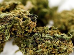 picture of Royal Green